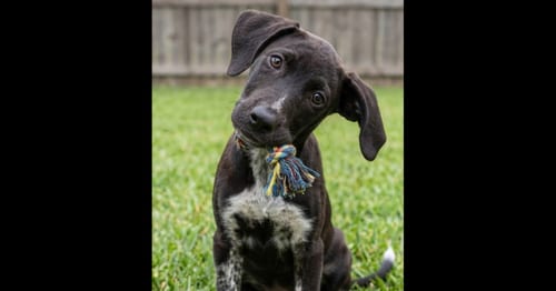 Photo of Fabio, adoptable Labrador Retriever in Grovertown, Indiana