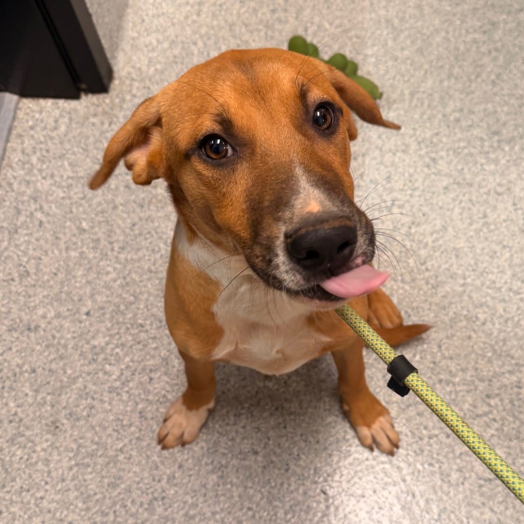 Photo of Graham, adoptable Hound in Spartanburg, South Carolina