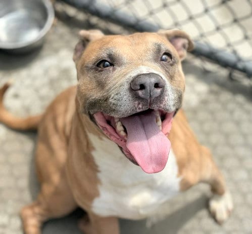 Photo of Buttercup, adoptable Pit Bull Terrier in Tulsa, Oklahoma