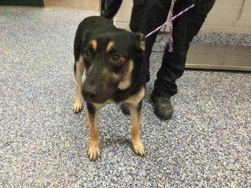 Photo of Vinny, adoptable German Shepherd Dog in Thousand Palms, California