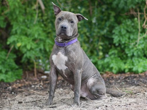 Photo of Sherman, adoptable American Staffordshire Terrier in Tavares, Florida