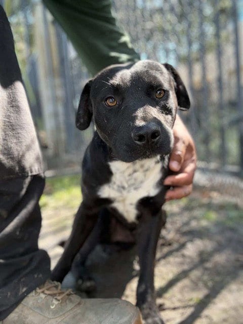 Photo of Tim, adoptable Pit Bull Terrier in Riverside, California