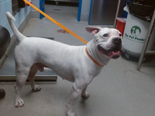 Photo of Barney, adoptable American Bulldog in Albuquerque, New Mexico