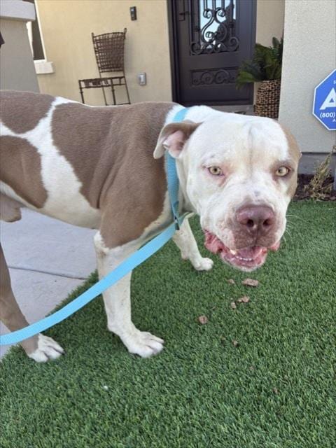 Photo of Mooka, adoptable American Pit Bull Terrier in Phoenix, Arizona