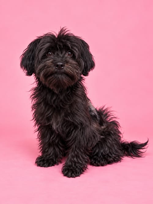Photo of Ember, adoptable Maltese in Romoland, California
