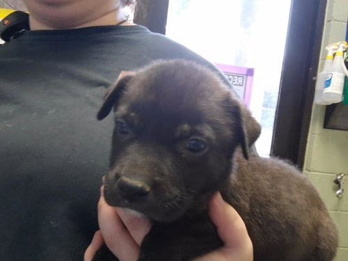 Photo of Hades, adoptable Pit Bull Terrier in Tulsa, Oklahoma