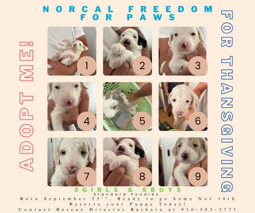Photo of Poodle Pup, adoptable Poodle (Standard) in Rancho Cordova, California