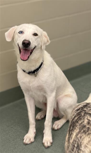 Photo of Angelina, adoptable Labrador Retriever in Baytown, Texas