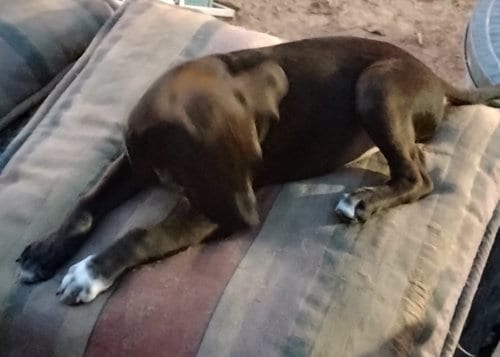 Photo of Herschel, adoptable Staffordshire Bull Terrier in The Woodlands, Texas