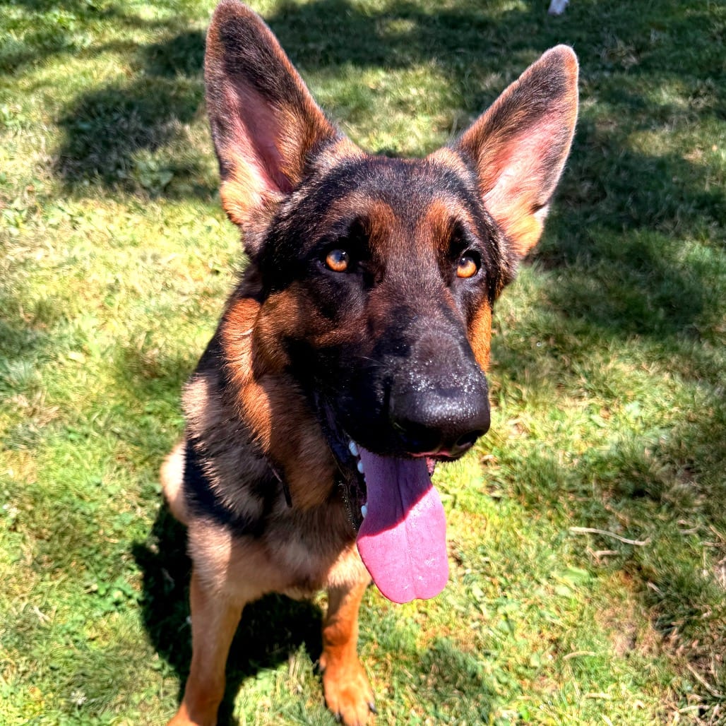 Photo of Danny, adoptable Mixed Breed (Large) in Medford, Oregon