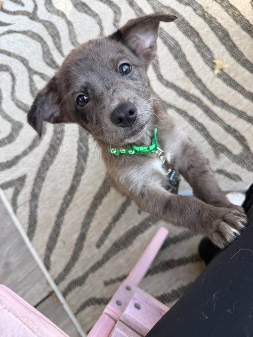 Photo of Andre- the A litter, adoptable Cairn Terrier in Oakhurst, New Jersey
