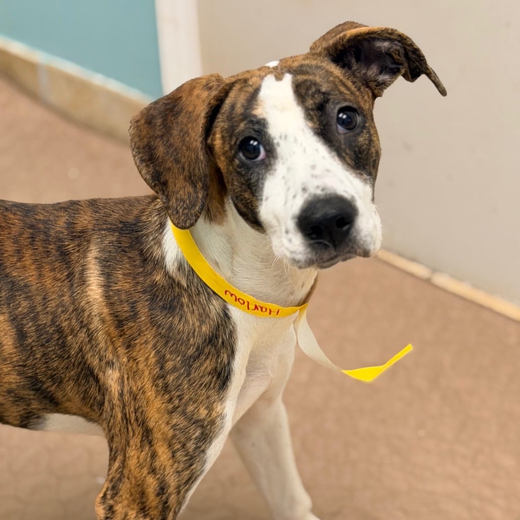 Photo of Harlow, adoptable Hound / Mixed Breed (Medium) in Columbus, Georgia