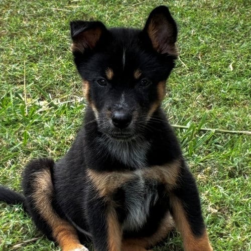 Photo of Screech, adoptable Unknown breed in Rancho Santa Fe, California