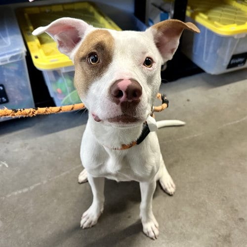 Photo of Antonio, adoptable American Pit Bull Terrier in Mesa, Arizona