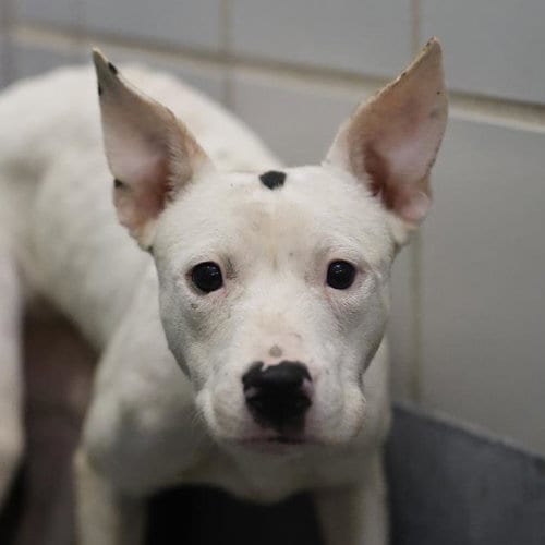 Photo of Tallulah, adoptable American Staffordshire Terrier in San Antonio, Texas
