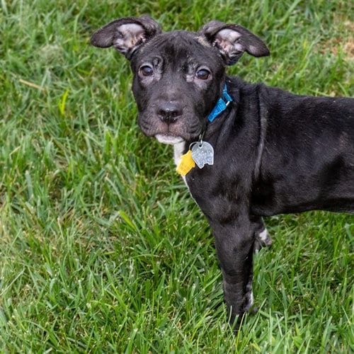 Photo of John, adoptable Pit Bull Terrier in Maryland, Missouri