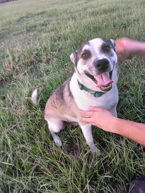 Photo of Billy, adoptable American Staffordshire Terrier in The Woodlands, Texas