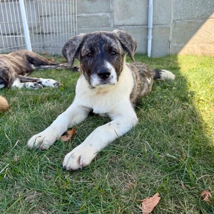 Photo of Champagne, adoptable Mastiff/Great Pyrenees in Montpelier, Vermont
