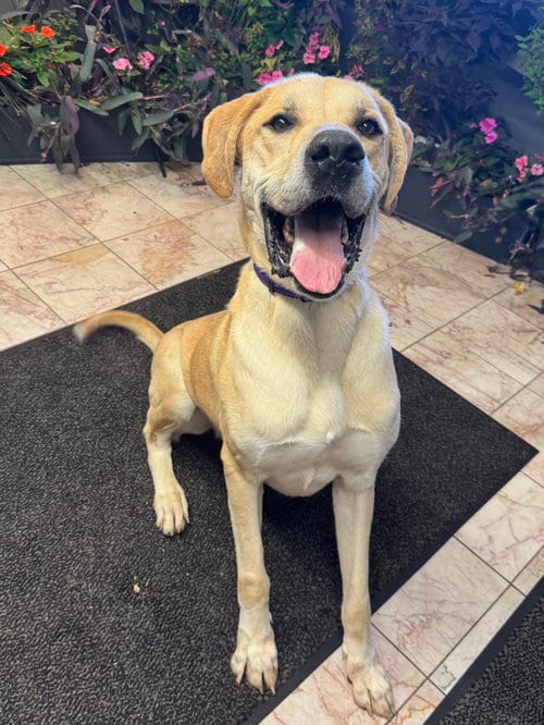 Photo of Scooby, adoptable Great Dane in Leavenworth, Kansas