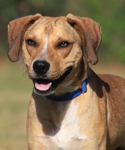 Photo of Spartan, adoptable Black Mouth Cur in North Fort Myers, Florida