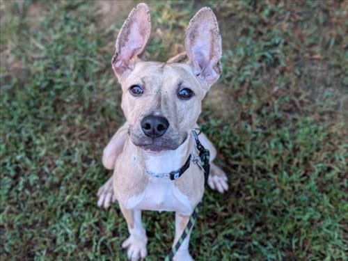 Photo of Sequoia, adoptable Pit Bull Terrier in Chapel Hill, North Carolina