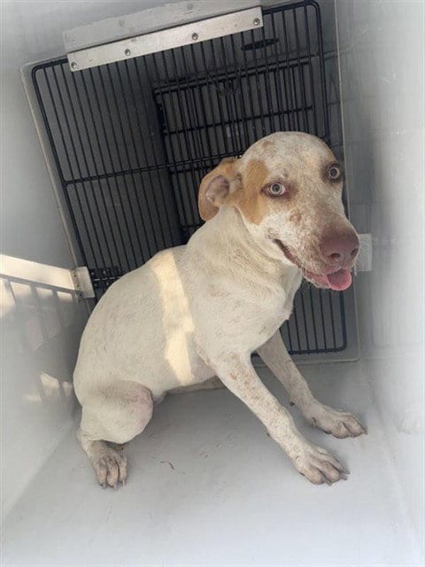 Photo of A663643, adoptable Whippet in Houston, Texas