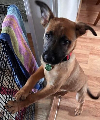 Photo of Josh, adoptable Shepherd in Tonawanda, New York