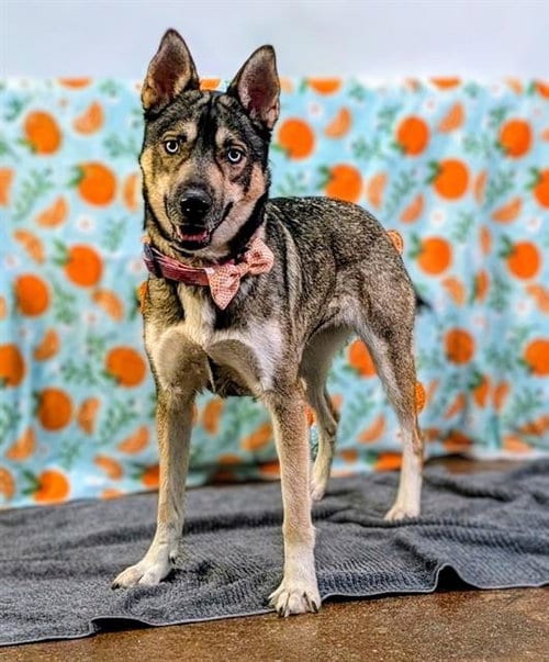 Photo of Zelda, adoptable Siberian Husky in Thousand Palms, California