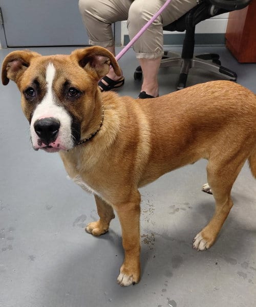Photo of Lars, adoptable Labrador Retriever in South Bend, Indiana