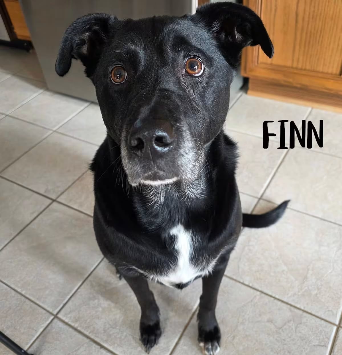 Photo of Finn, adoptable Labrador Retriever in Elburn, Illinois