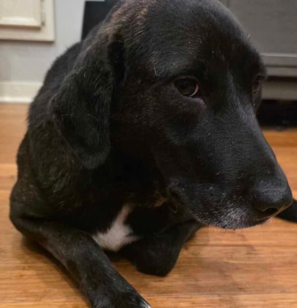 Photo of Willow, adoptable Coonhound in Portland, Oregon