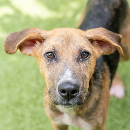 Photo of Harvey, adoptable Hound in Hilton Head, South Carolina