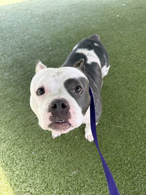 Photo of Bella, adoptable Staffordshire Bull Terrier in Fayetteville, North Carolina