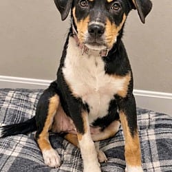 Photo of Bonnie Kelly meet 10/24, adoptable Hound (Unknown Type) in East Hartford, Connecticut