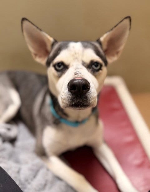 Photo of Abigail, adoptable Siberian Husky in Sacramento, California