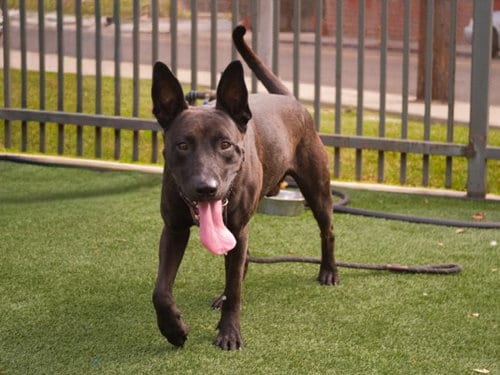 Photo of Spike, adoptable Belgian Shepherd Malinois in Los Angeles, California