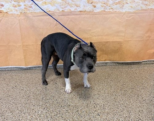 Photo of Athena, adoptable American Pit Bull Terrier in Miami, Florida