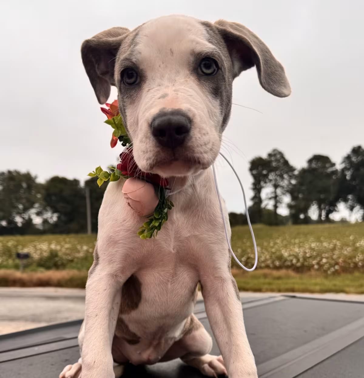 Photo of Bonnie, adoptable American Bulldog/American Staffordshire Terrier in HAGERSTOWN, Maryland