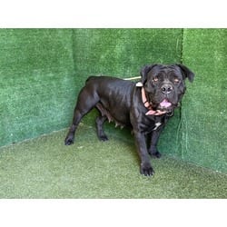 Photo of Chiquita, adoptable Cane Corso in Lancaster, California