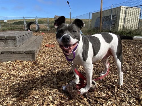 Photo of Axel, adoptable Pit Bull Terrier in McKinleyville, California