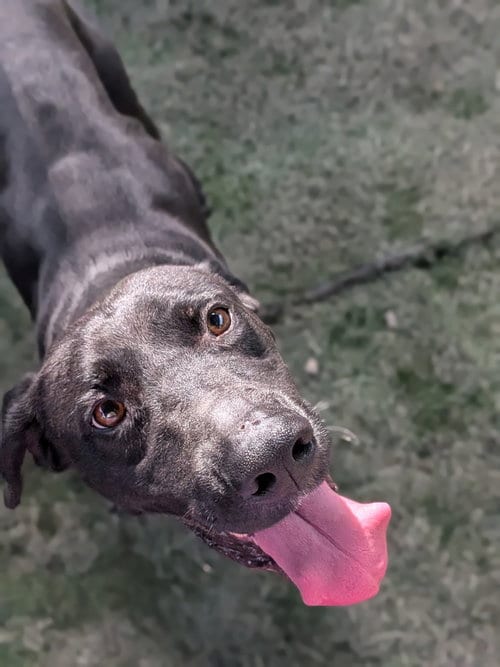 Photo of Fletcher, adoptable Labrador Retriever in garner, North Carolina