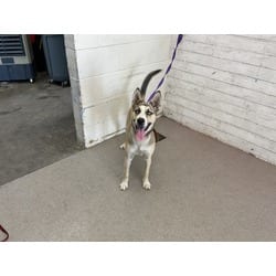 Photo of Oakley, adoptable Husky German Shepherd Dog in San Bernardino, California