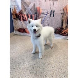 Photo of Zeus, adoptable Samoyed in Doral, Florida