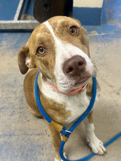 Photo of Stacy, adoptable Mountain Cur in Inverness, Florida