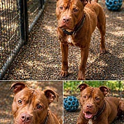 Photo of Chaco, adoptable American Pit Bull Terrier in Liberty, South Carolina