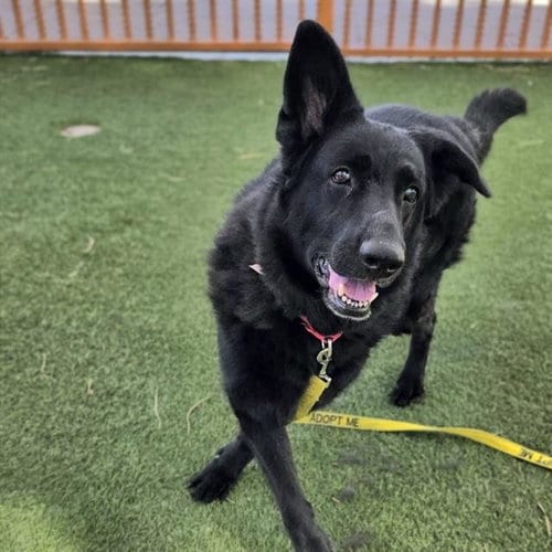Photo of Athena, adoptable German Shepherd Dog in Las Vegas, Nevada