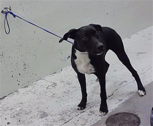 Photo of Beavis, adoptable Labrador Retriever in Houston, Texas