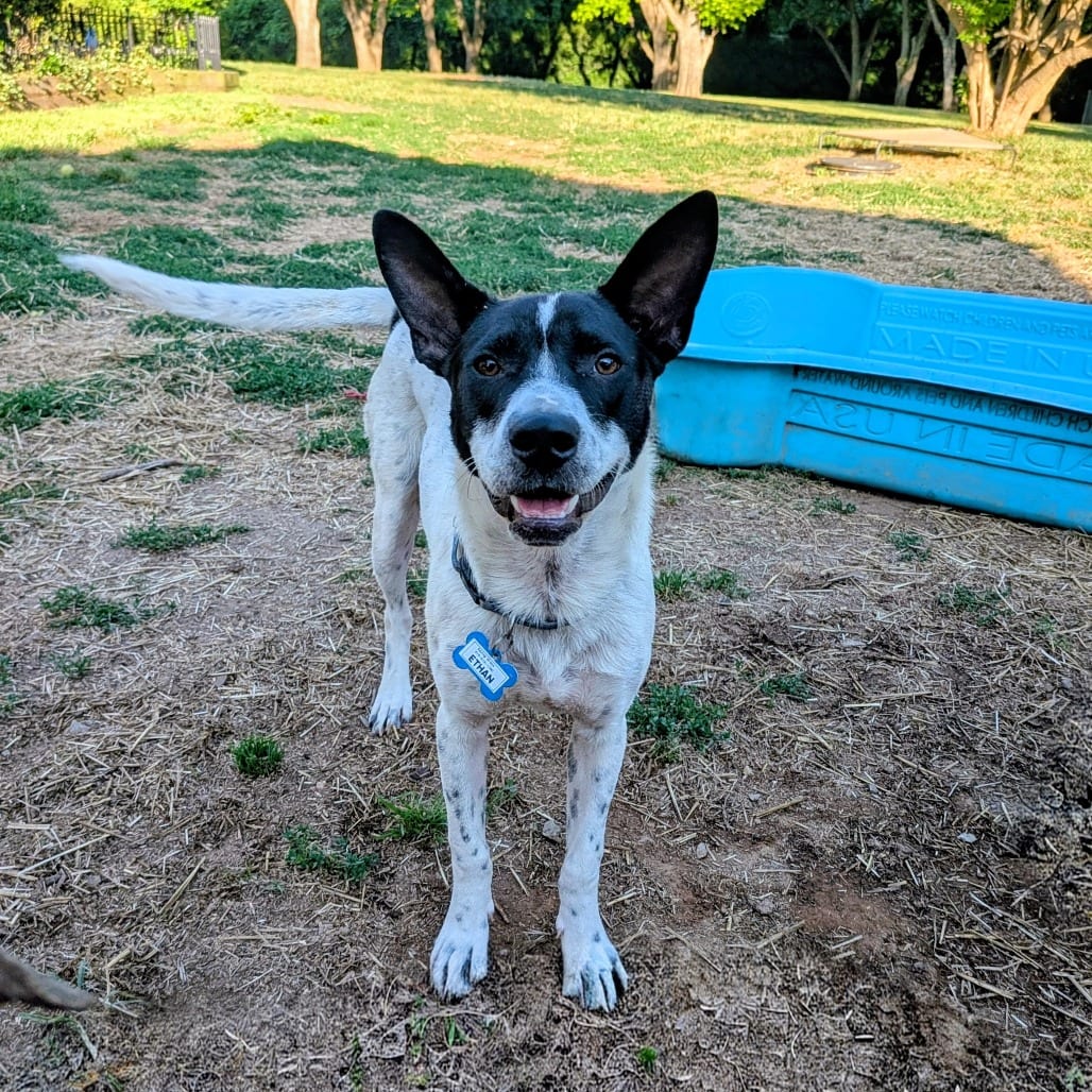 Photo of Ethan, adoptable Cattle Dog in Wake Forest, North Carolina