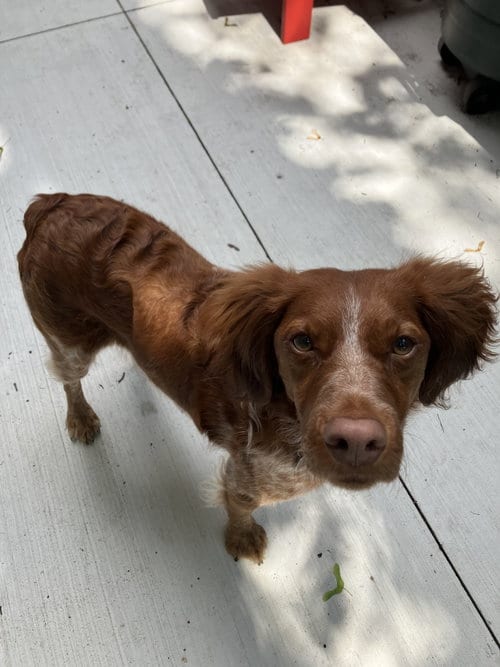 Photo of ON/Remi, adoptable Brittany in Curwensville, Pennsylvania