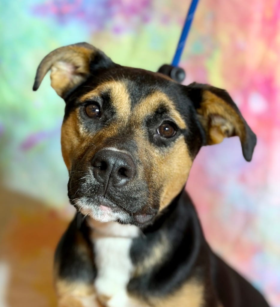 Photo of River, adoptable Rottweiler in Wintersville, Ohio
